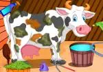 Tindre cura de la vaca Holstein